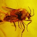 蠓科 Ceratopogonidae biting midges