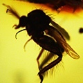 蠓科 Ceratopogonidae biting midges