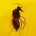 蠓科 Ceratopogonidae biting midges