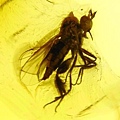 舞虻科 Hybotidae dance flies