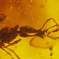 刺顎家蟻 Acanthognathus