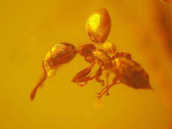 舉腹蟻 Crematogaster ant 