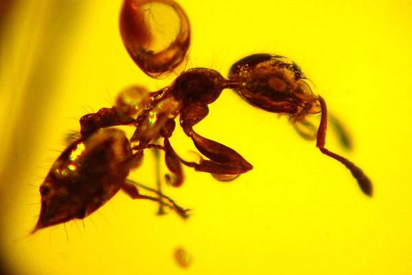 舉腹蟻 Crematogaster ant