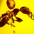 舉腹蟻 Crematogaster ant