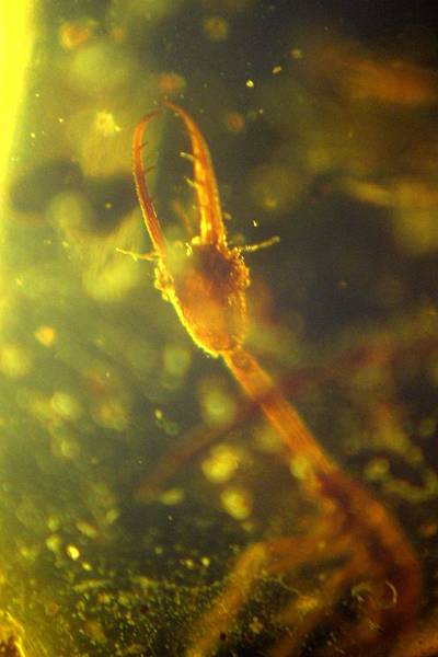 旌蛉幼蟲 Nemopteridae larvae