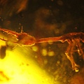 旌蛉幼蟲 Nemopteridae larvae 6mm