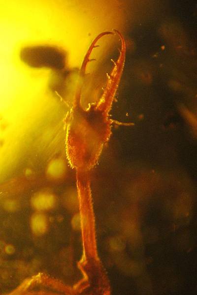 旌蛉幼蟲 Nemopteridae larvae 6mm