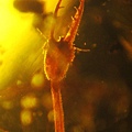 旌蛉幼蟲 Nemopteridae larvae 6mm