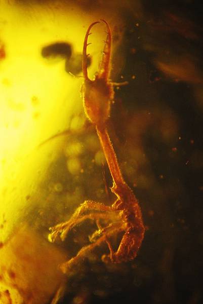 旌蛉幼蟲 Nemopteridae larvae 6mm
