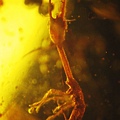 旌蛉幼蟲 Nemopteridae larvae 6mm