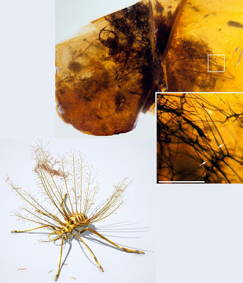 Hallucinochrysa diogenesi