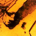 擬蠍蛉 Pseudopolycentropodidae