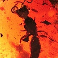 銀口蜂科(方頭泥蜂)  Crabronidae