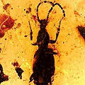 蘚苔蟲（苔甲）科 ant-like stone beetles ( Scydmaemidae )