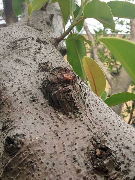 印度橡膠樹 樹脂