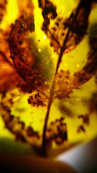 白堊紀 蕨類 孢囊