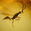 榕小蜂 agaonidae