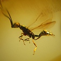 榕小蜂 agaonidae