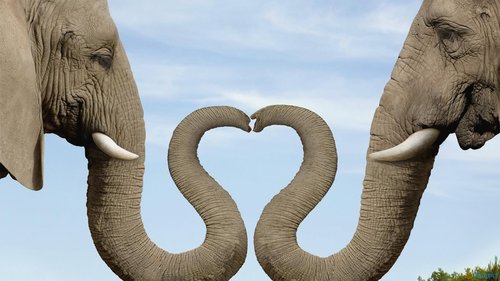 heart_shaped_nose_elephant_couple-1920x1080.jpg