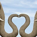 heart_shaped_nose_elephant_couple-1920x1080.jpg