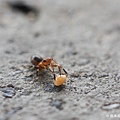 P20110717_ant04.jpg