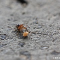 P20110717_ant01.jpg