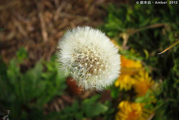 P20120219_C021 P20120219_C021