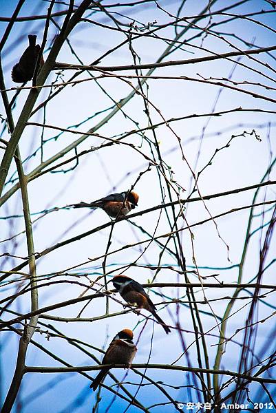 P20120219_D001 P20120219_D001