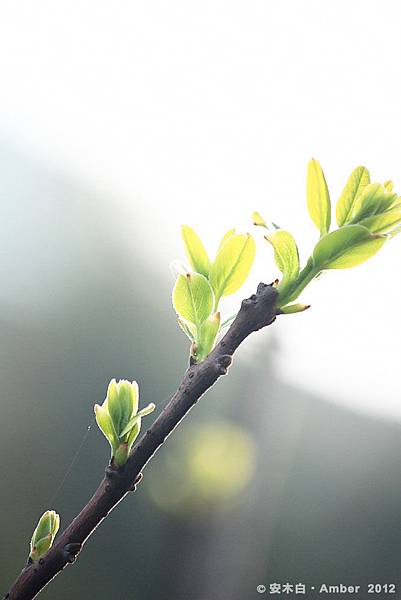 P20120229_D005 P20120229_D005
