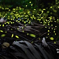 firefly-amberwang-20170501.jpg