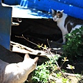 20100903_cat022.jpg