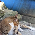 20100903_cat019.jpg