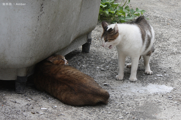 20100903_cat001.jpg