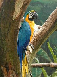 200px-Macaw_BlueYellow