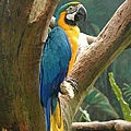 200px-Macaw_BlueYellow