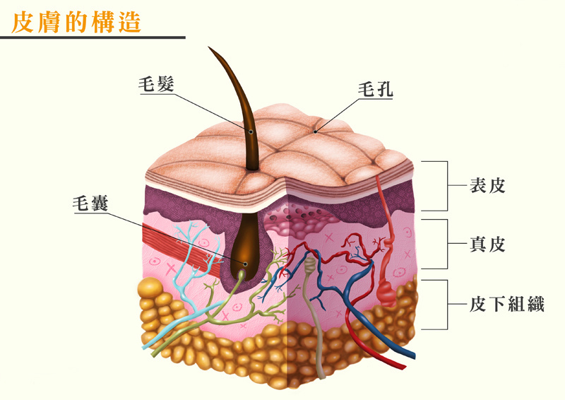 皮膚構造.jpg