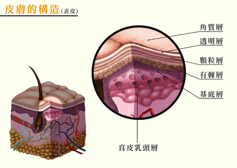 皮膚構造-表皮.jpg 皮膚構造-表皮.jpg