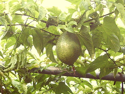 三春老树休闲农场~阴阳果