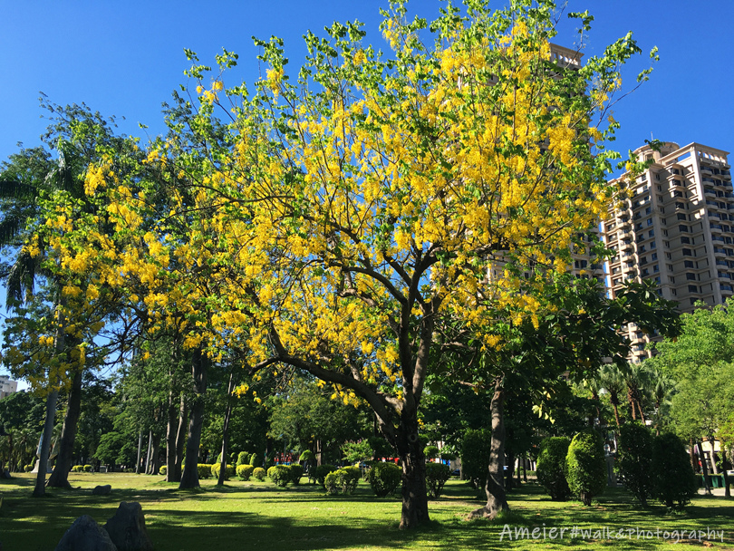 【高雄】高雄文化中心賞阿勃勒，自來水公園看巨型甜甜圈塔！