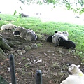 英國連羊都很享受,都躲在樹下乘涼睡覺
