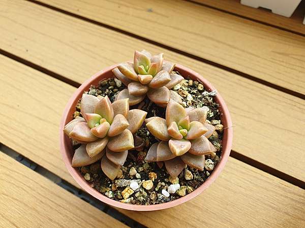 多肉 姬朧月graptopetalum Paraguayense Cv Bronze 新手必種市場肉 好養好長大 配方師x生活x分享 痞客邦