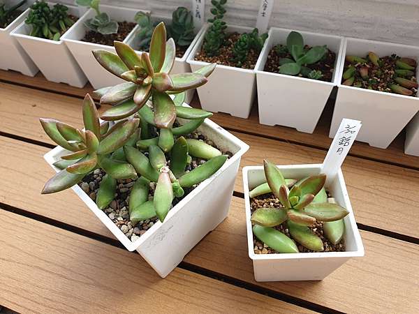 多肉 銘月sedum Nussbaumerianum 新手推薦 好養肉肉之一 配方師x生活x分享 痞客邦