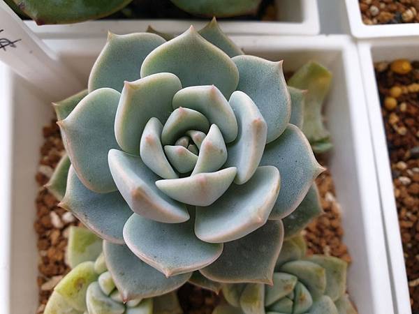 多肉 白牡丹graptoveria Cv Titubans 如白玫瑰般的潔白高雅 新手必備市場肉 配方師x生活x分享 痞客邦