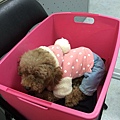 2014-12-12 6S 002.JPG