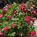 IMG_1163.JPG