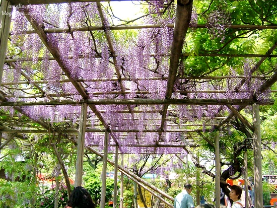 DSCF2786 DSCF2786