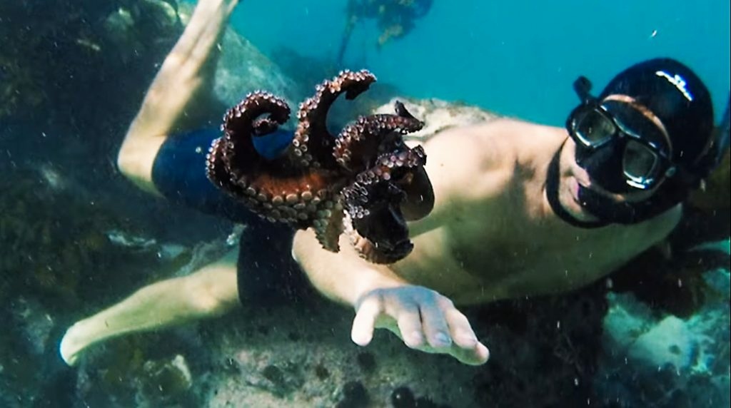 我的章魚老師 My Octopus Teacher (Netflix紀錄片) 5.jpg
