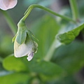 碗豆花謝即將竄出豆莢