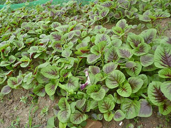 初夏菜园一隅 @ 迈阿密 :: 痞客邦 pixnet