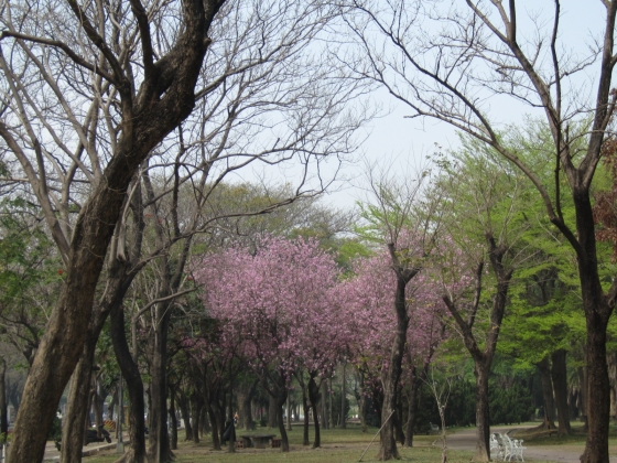 IMG_2681中正1 IMG_2681中正1
